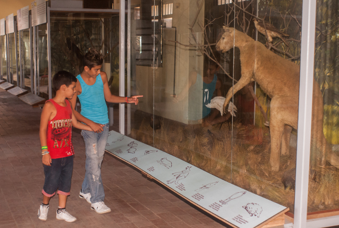 El Museo Ignacio Agramonte es el segundo del país con mayor variedad de especies de la fauna cubana y del mundo, incluidos ejemplares de animales extintos. Foto: Leandro Pérez Pérez/ Adelante/ Archivo Servicios del Museo Provincial Ignacio Agramonte (+Post y Video)