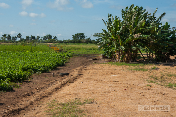 Foto: Leandro Pérez Pérez/Adelante/Archivo Urge producir más alimentos y en el menor tiempo posible