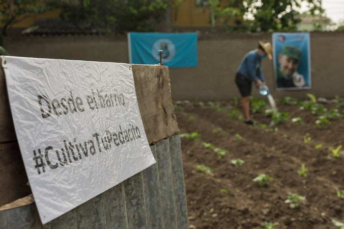 Fotos: Leandro Pérez Pérez/ Adelante Desde el barrio, siembra tu pedacito