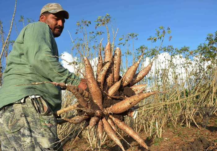 El sector cooperativo y campesino del territorio camagüeyano labora por incrementar las producciones en respuesta al llamado del país de aumentar los volúmenes de alimentos a la población. Foto: Rodolfo Blanco Cué / ACN Convoca Machado Ventura a elevar rendimientos agrícolas en Camagüey