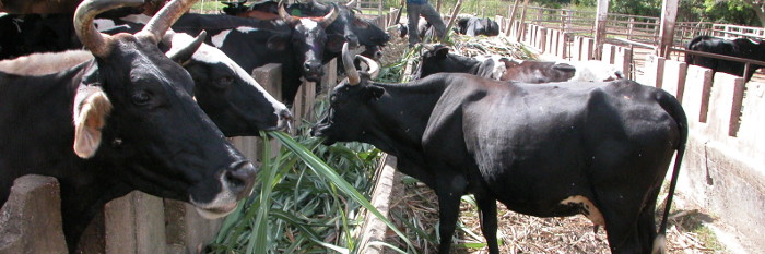 Camagüey manda en la producción de leche en Cuba