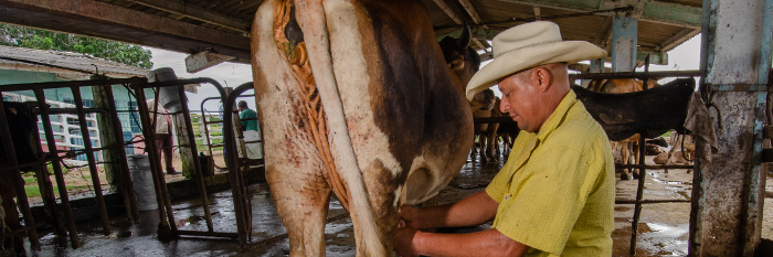 Beneficios de PRODEGAN se aprovechan en finca camagüeyana