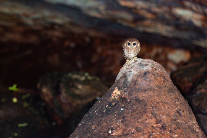 Fotos: Leandro Pérez Pérez/ Adelante   Una isla verde contra el cambio climático