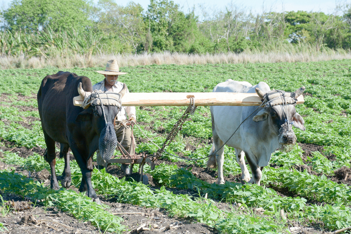 Fotos: Alejandro Rodríguez Leiva / Adelante Aplausos para la lejanía de los surcos