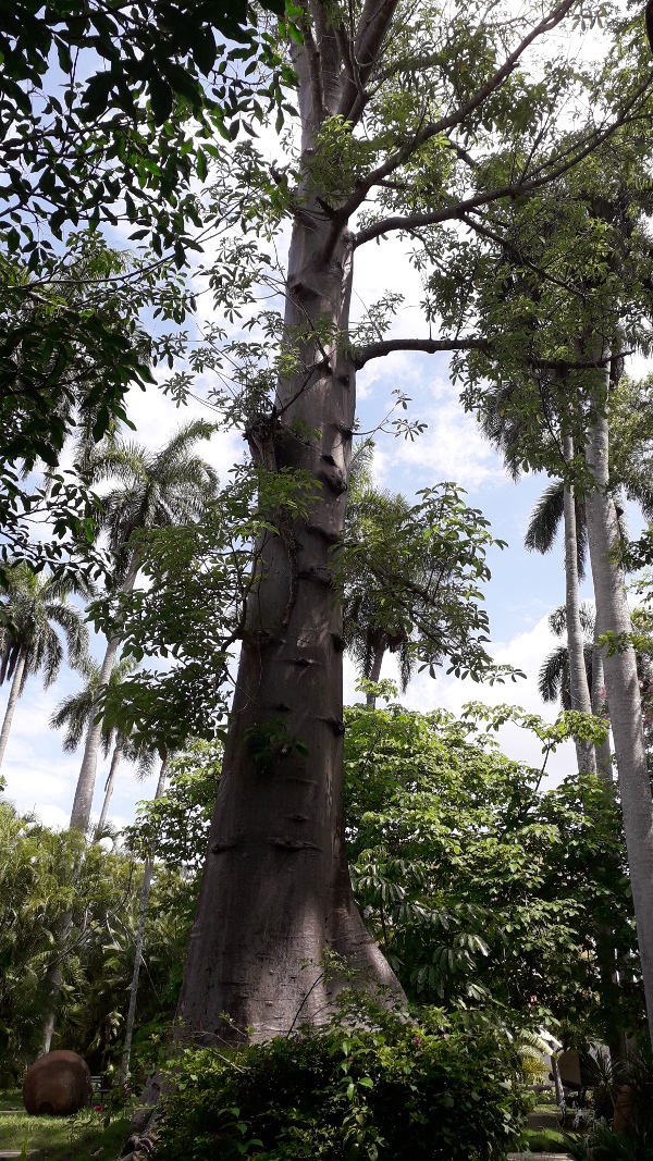 Baobab 