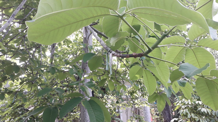 Fotos: De la autora Convoca Museo del árbol de deseos de Camagüey