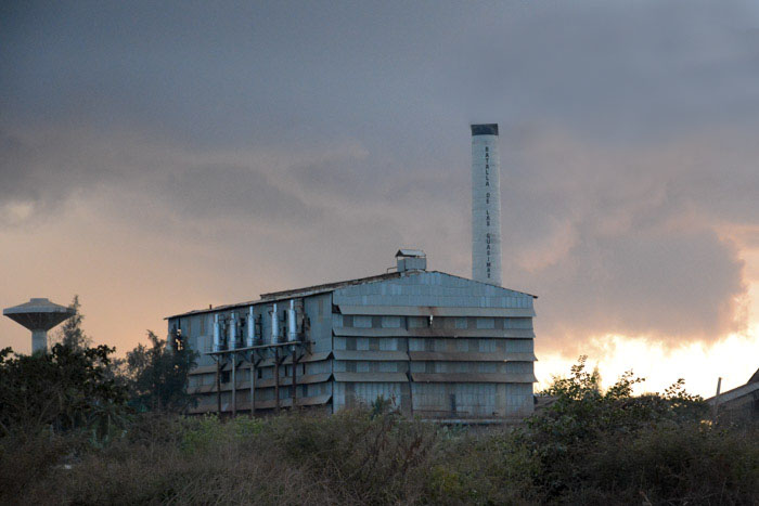 Foto: Alejandro Rodríguez Leiva/ Adelante Abur la zafra, la siembra de caña es prioridad