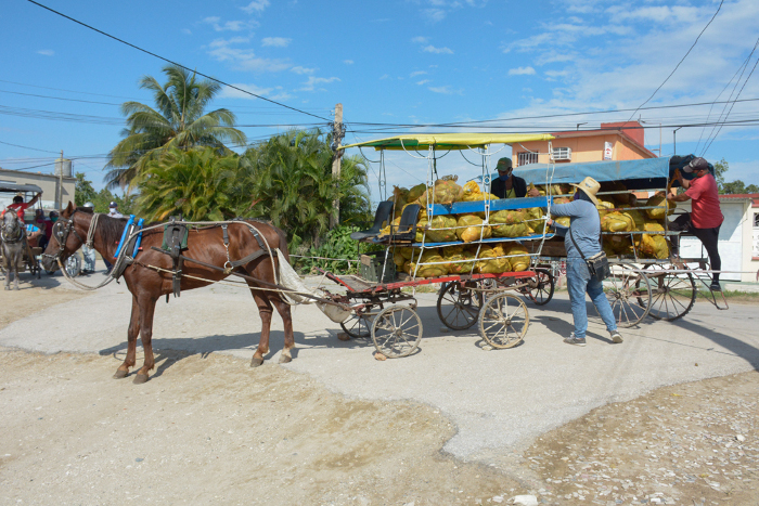 “El apoyo de la población ha sido incondicional, de todo el mundo. Ya no nos alcanzan las credenciales para darles a los mensajeros porque todos los días se nos brindan nuevas personas ¡y los cocheros ni hablar!, son los que mueven todo aquí adentro”. Fotos: Alejandro Rodríguez Leiva/Adelante Zona en cuarentena: Todo marcha