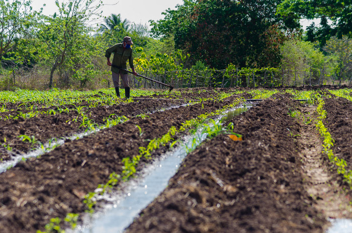 Foto: Leandro Pérez Pérez/ Adelante/ Archivo Acciones para reanimar el cultivo de tomate
