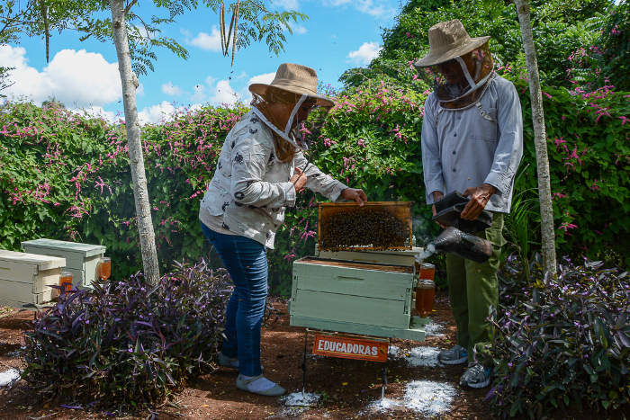 El centro de crianza de abejas reinas Santa Susana, localizado en el municipio Esmeralda, constituye una referencia del buen hacer en el territorio. Fotos: Leandro Pérez Pérez/ Adelante Más reinas en el Camagüey
