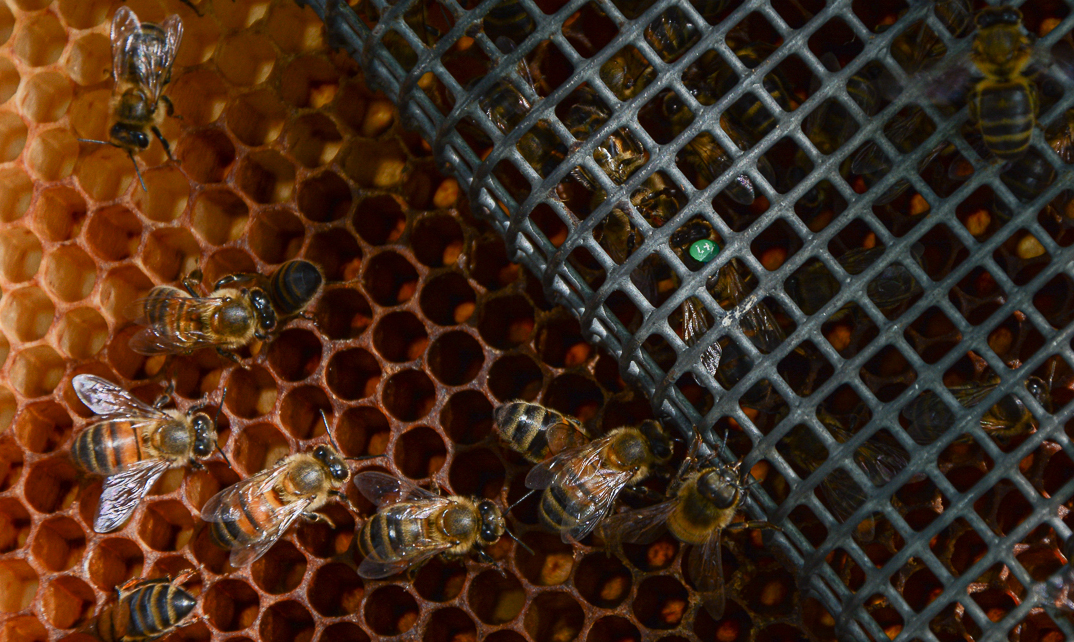 The Camagüey's honey that sweetens Europe