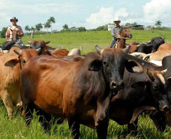 Fotos: Archivo Guáimaro, Minas y Vertientes no descuidan su soberanía alimentaria