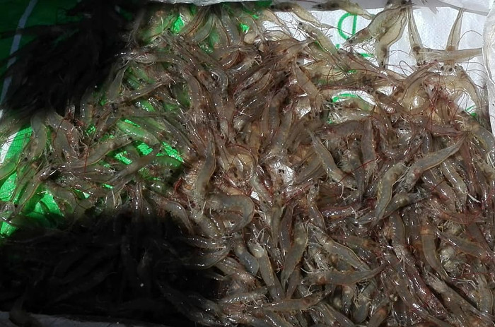 Fotos: Tomadas de radiosantacruz.icrt.cu