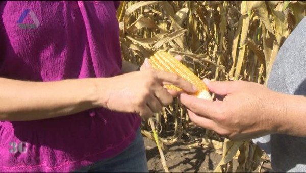 Cosecha de maíz híbrido transgénico en Sancti Spíritus confirma potencialidades para la alimentación animal en Cuba. Fotos: Tomadas de cubadebate.cu La verdad sobre los organismos genéticamente modificados