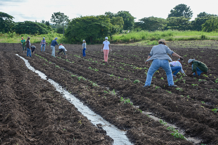 Fotos: Leandro Pérez Pérez/ Adelante Manos de mujer en el surco (+Fotos)