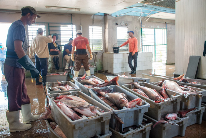 Foto: Alejandro Rodríguez Leyva/ Adelante Vertientes “pescó” plan anual
