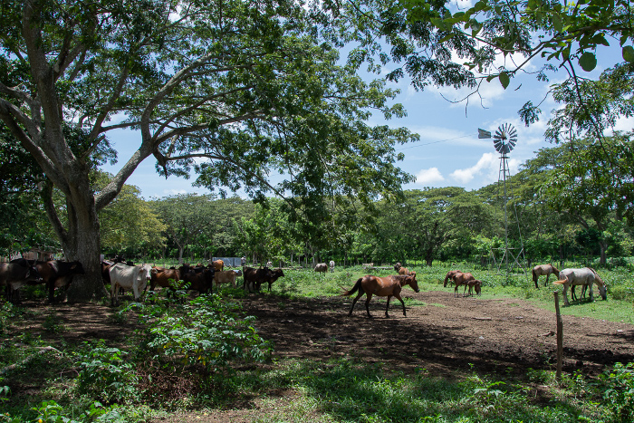 Fotos: Leandro Pérez Pérez/ Adelante Silvopastoreo: ejemplo de producción sostenible