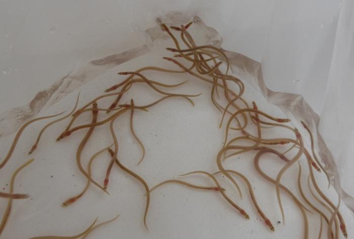 Foto: Jorge Luis Merencio /Granma