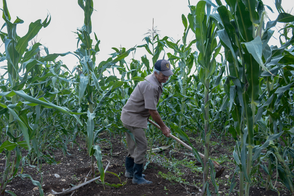 Foto: Alejandro Rodríguez Leiva/ Adelante/ Archivo Asociación Nacional de Agricultores Pequeños celebrará su aniversario