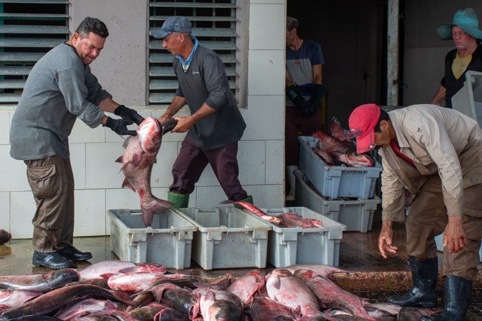 Fotos: Alejandro Rodríguez Leiva / Adelante