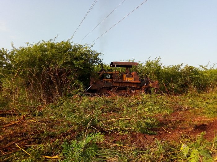 Las áreas donde se instalará la máquina de riego número 7 se encuentra ahora en labores de desbroce de marabú. Foto: De la autora Máquinas de riego duplicarán capacidades productivas en Sierra de Cubitas