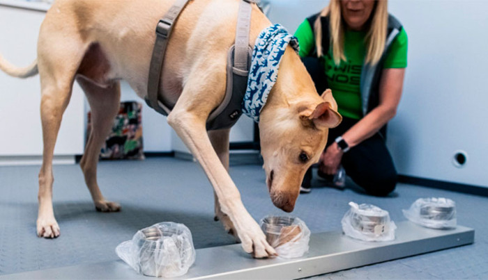 El aeropuerto de la capital de Finlandia ha iniciado un proyecto piloto con perros capaces de detectar personas infectadas con COVID-19. Los perros han sido especialmente entrenados para “afinar” su olfato ante el coronavirus. Los perros pueden oler el virus con casi un 100% de efectividad, incluso días antes de que los síntomas hayan comenzado. Foto: Tomada de revistatravelmanager.com ¿Podrían perros entrenados detectar el nuevo coronavirus?