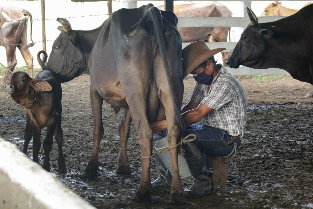 Foto: Alejandro Rodríguez Leiva/ Adelante ¿Maldición del año bisiesto sobre la ganadería?