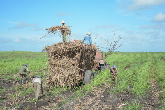 Foto: Alejandro Rodríguez Leiva/ Adelante ¿Por dónde entra el azúcar al central?