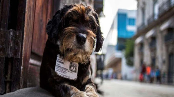 Foto: tomada de acn.cu Los perros van al cielo…..