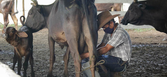 Ganadería en el municipio Camagüey, un pendiente