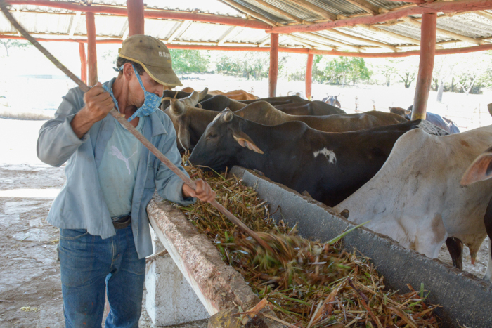 Foto: Alejandro Rodríguez Leiva/ Adelante Nuevas medidas para potenciar la producción de alimentos en Cuba