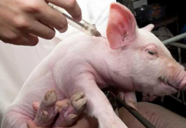 Foto: Tomada de minag.gob.cu Alerta en Cuba por peste porcina en República Dominicana