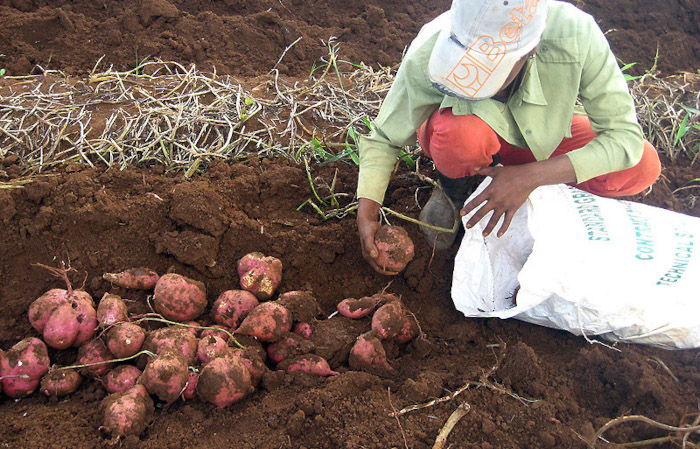 Foto: Archivo Medidas que flexibilizan la comercialización agropecuaria