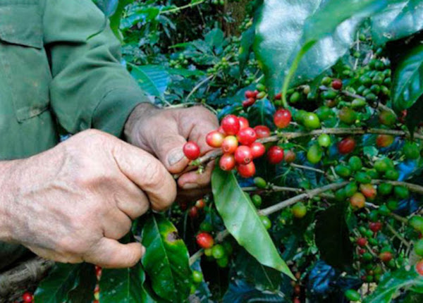 Foto: Tomada de guerrillero.cu ¿Café en el llano?