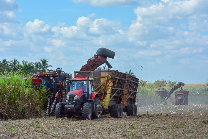 Fotos: Alejandro Rodríguez Leiva/ Adelante Cuando hay agroazucareros que se crecen