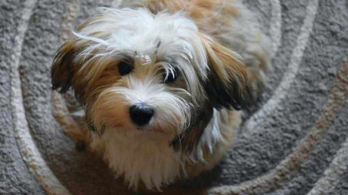 El Bichón Habanero es la única raza canina de origen cubano, aunque últimamente se le ve poco y todavía hay quien lo confunde por su parecido con el Blanquito de La Habana o el maltés. Foto: tomada de acn.cu Federación Cinológica de Cuba informa sus eventos del año