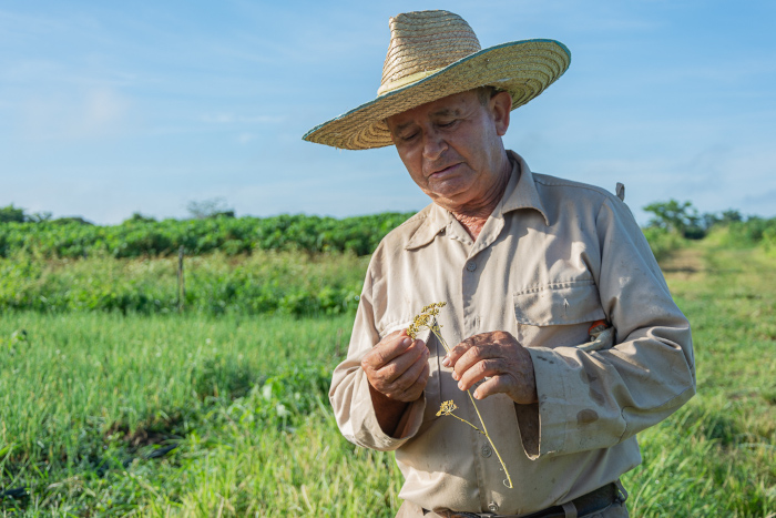 La flor de la zanahoria PK-6 (que sostiene Basultico en sus manos) es muy similar a la flor ornamental conocida como “encaje”. Fotos: Leandro Pérez Pérez/ Adelante Simientes hoy para garantizar cosechas mañana