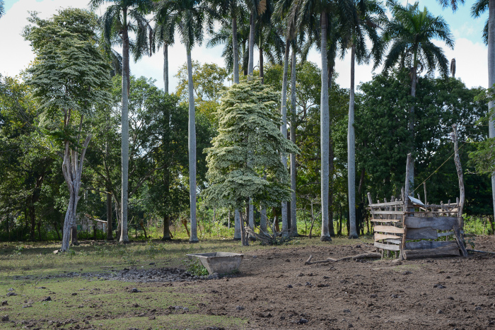 La finca El Asiento, Santa Cruz del Sur, Camagüey. Foto: Leandro Pérez Pérez/ Adelante Plantarle cara a los cambios ambientales