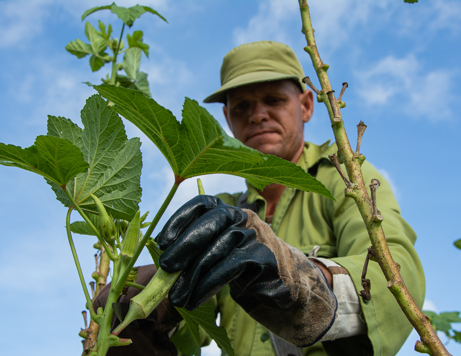 El programa de la Agricultura Urbana, Suburbana y Familiar en Camagüey ya produjo las semillas de quimbombó suficientes para terminar el 2021 y asegurar el inicio del próximo año.  Foto: Leandro Pérez Pérez/Adelante