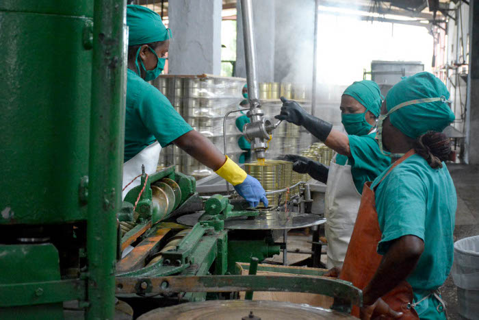 Fotos: Alejandro Rodríguez Leiva/ Adelante El mango entró en cosecha