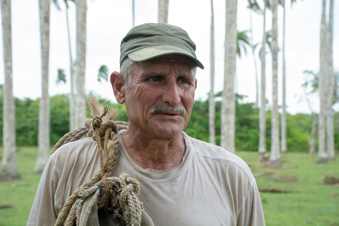 Delio Morales Montejo, desmochador de palmas reales.Fotos: Alejandro Rodríguez Leiva/ Adelante Un guajiro que trabaja cerca de las nubes (+ FOTOS)