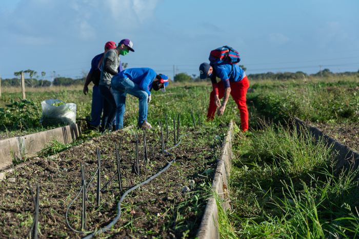 La CTC promueve la realización el próximo domingo 22 de un trabajo voluntario masivo, para impulsar la siembra de viandas y hortalizas en todo el territorio camagüeyano.Foto: Leandro Pérez Pérez/ Adelante/ Archivo Intercambian generaciones de sindicalistas