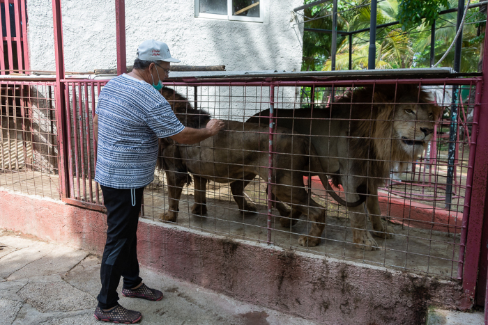 Orlando Leyva Cardoso es el domador de los leones del circo de Camagüey hace varias décadas. Fotos: Del autor Controlan fuga de leones en Zoológico de Camagüey