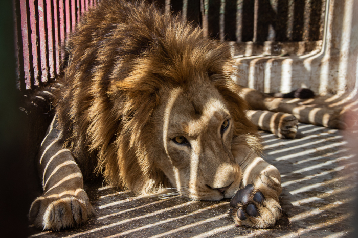 A uno de los leones se le aplicó un dardo sedante, y se recuperaba en su jaula al momento de nuestra visita.