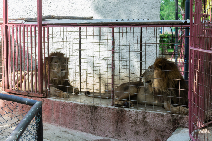 Los tres leones pertenecientes al Consejo Provincial de Artes Escénicas de Camagüey son machos y ofrecen espectáculos circences en el Zoológico.