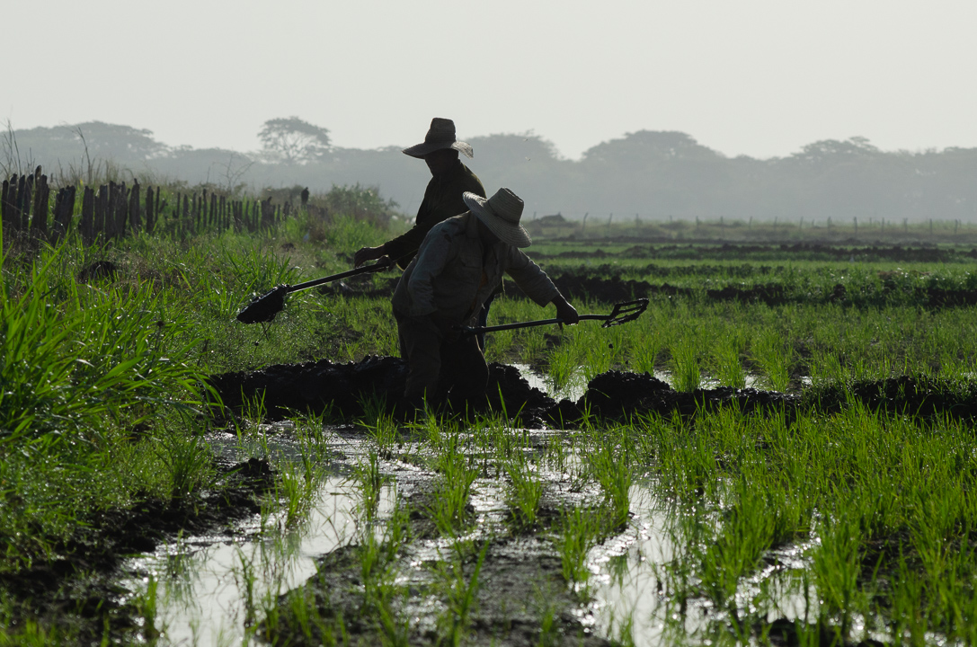 La zona del Cenizo, en Vertientes, cuenta con una arraigada tradición en el cultivo del arroz. Fotos: Leandro Pérez Pérez/Adelante