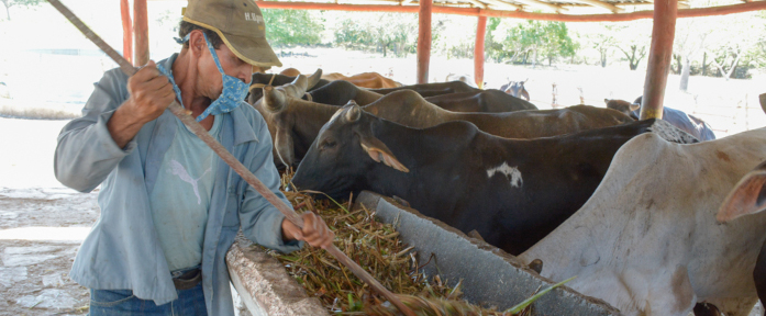 Cuba emiten resolución que autoriza comercialización de carne bovina, leche y derivados