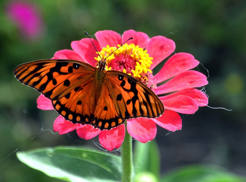 Foto: Rodolfo Blanco Cué / ACN