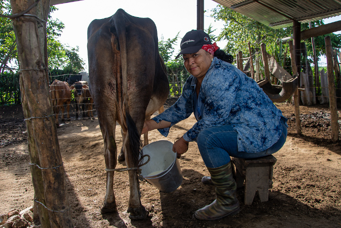 Foto: Leandro Pérez Pérez/ Adelante Cooperativa Evelio Rodríguez, diez años por encima del millón de litros de leche