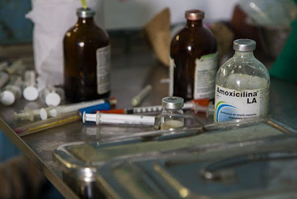 Foto: Tomada de cubadebate.cu Regulaciones en importación y exportación de productos de uso veterinario